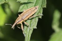 Lixus iridis