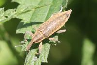 Lixus iridis