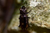 Notiophilus quadripunctatus