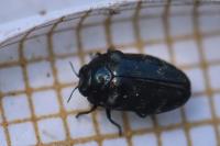Trachys minutus