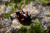 Scaphidium quadrimaculatum