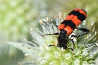 Trichodes apiarius