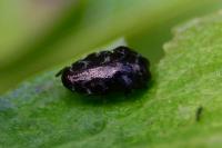 Trachys minutus