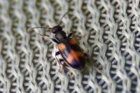 Anthicus antherinus