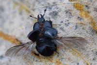 Hololepta plana