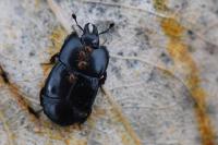 Hololepta plana