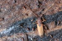 Uleiota planatus