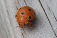 Henosepilachna argus