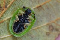 Cassida viridis