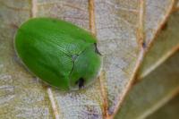 Cassida viridis