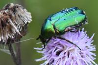 Cetonia aurata