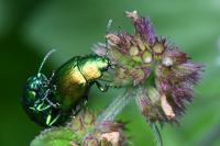 Chrysolina graminis