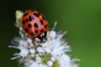 Harmonia axyridis