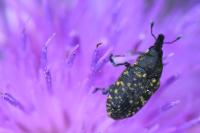 Larinus turbinatus