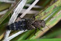 Ontholestes murinus