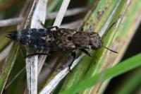 Ontholestes murinus