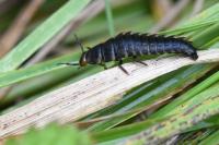 Oiceoptoma thoracicum