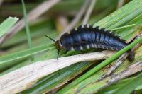 Oiceoptoma thoracicum