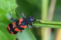 Trichodes alvearius