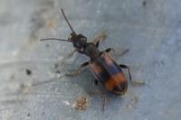 Anthicus antherinus