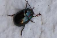 Chrysolina americana