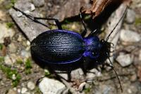 Carabus problematicus