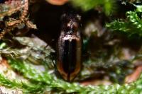Notiophilus substriatus