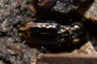 Notiophilus quadripunctatus