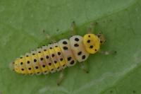 Halyzia sedecimguttata
