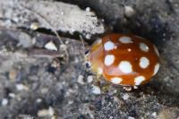 Vibidia duodecimguttata