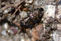 Asaphidion