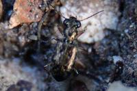 Asaphidion