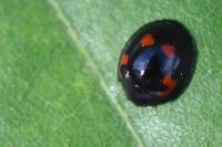 Exochomus quadripustulatus