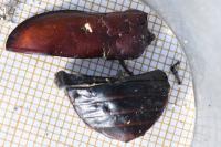 Lucanus cervus
