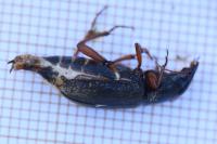 Pseudoophonus rufipes