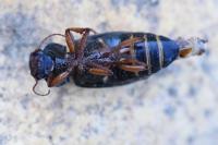 Pseudoophonus rufipes