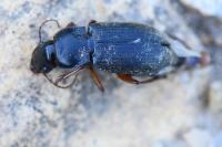 Pseudoophonus rufipes