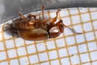 Cryptocephalus pini
