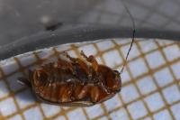 Cryptocephalus pini
