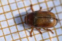 Cryptocephalus pini