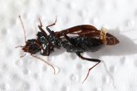 Nebria salina