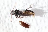 Nebria salina