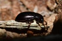 Nalassus laevioctostriatus