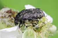 Oxythyrea funesta