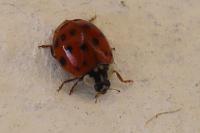 Harmonia axyridis