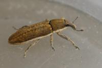 Lixus ochraceus