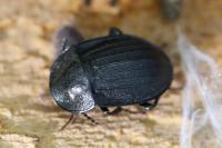 Phosphuga atrata