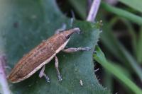 Lixus ochraceus