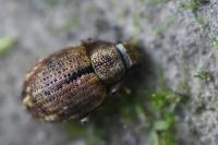 Strophosoma melanogrammum