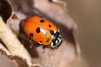 Hippodamia variegata